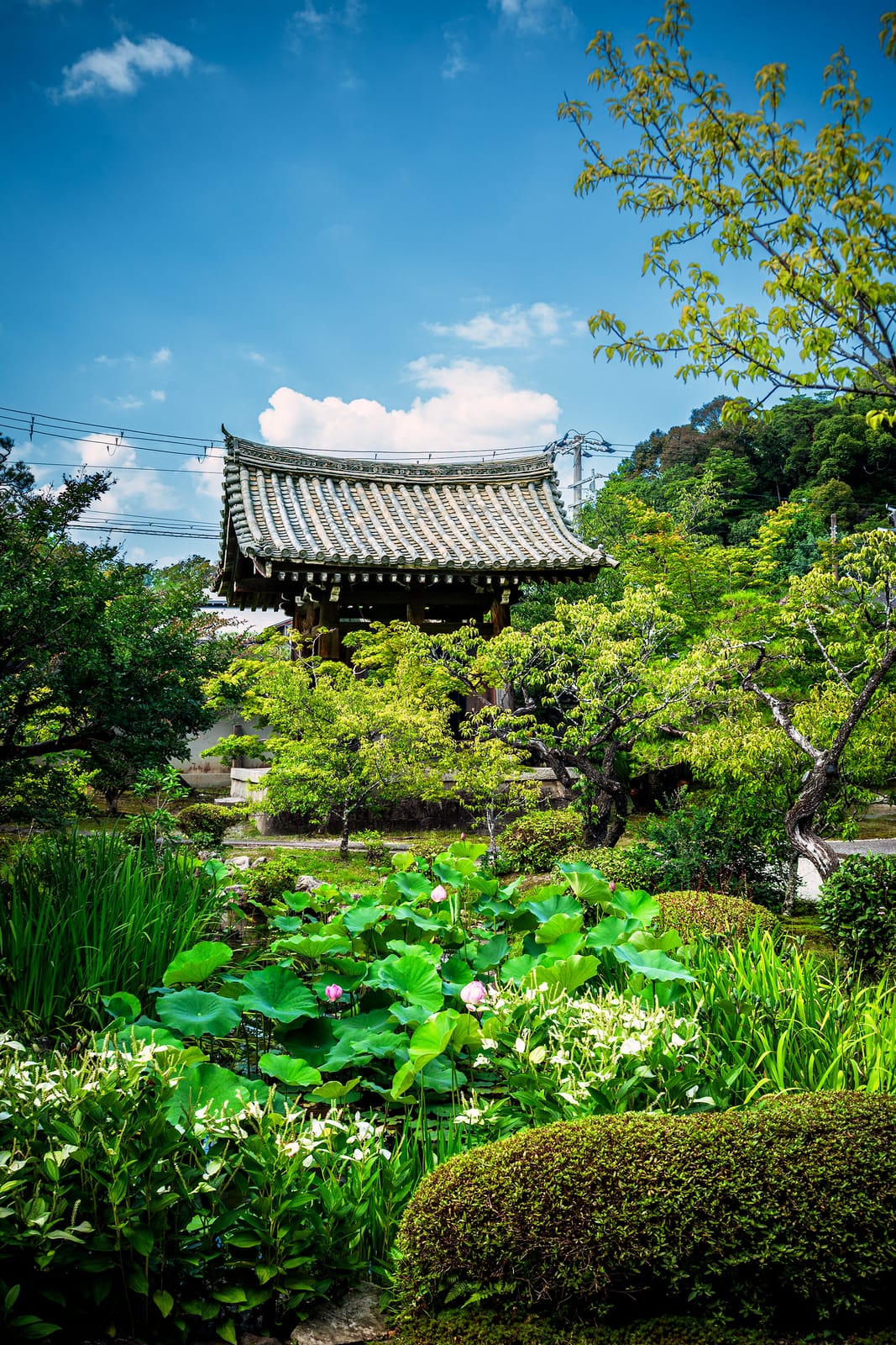 Bell tower of Koun-ji Temple with lotus flowers in summer